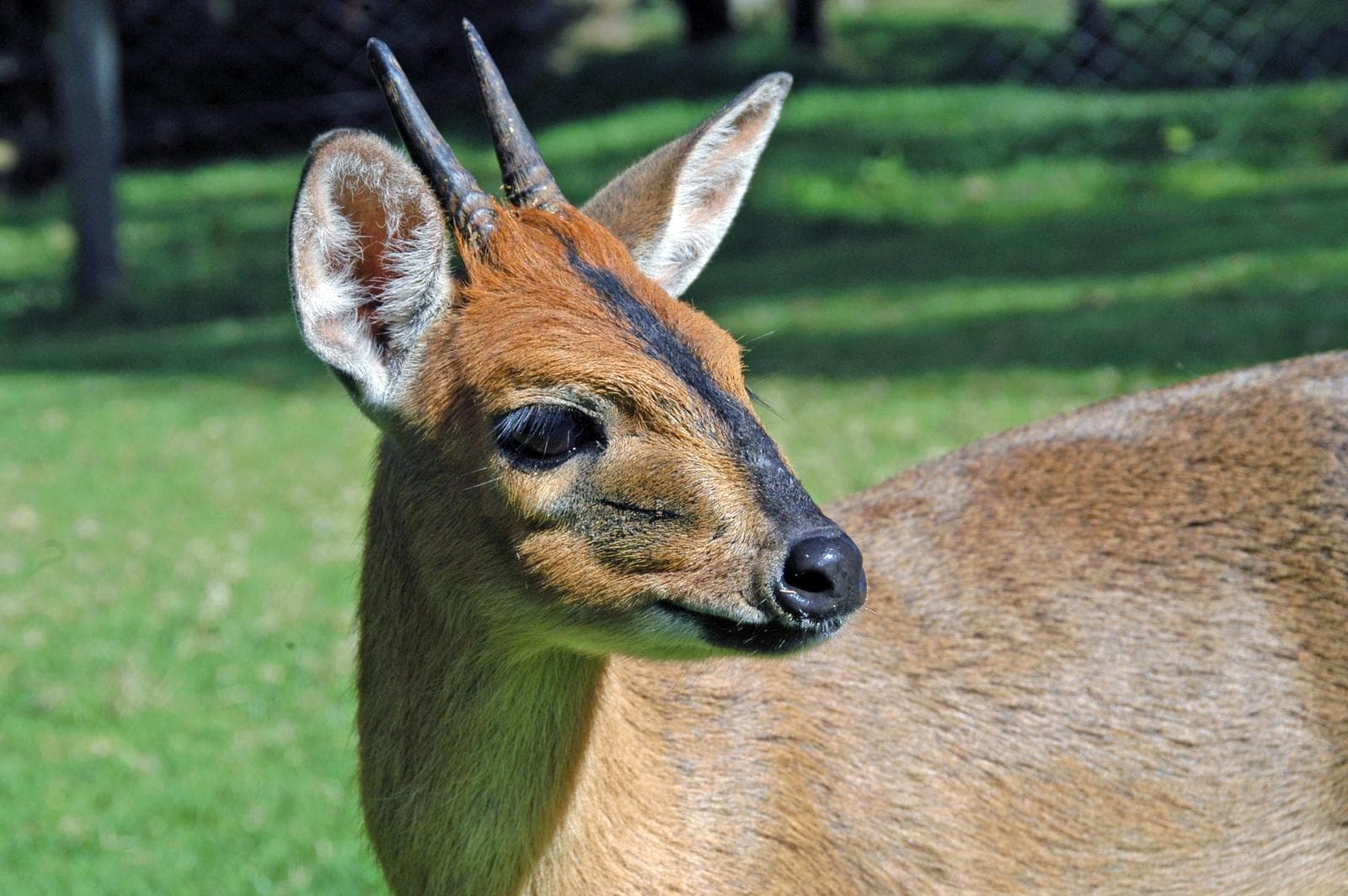 Buskduiker — 1/3