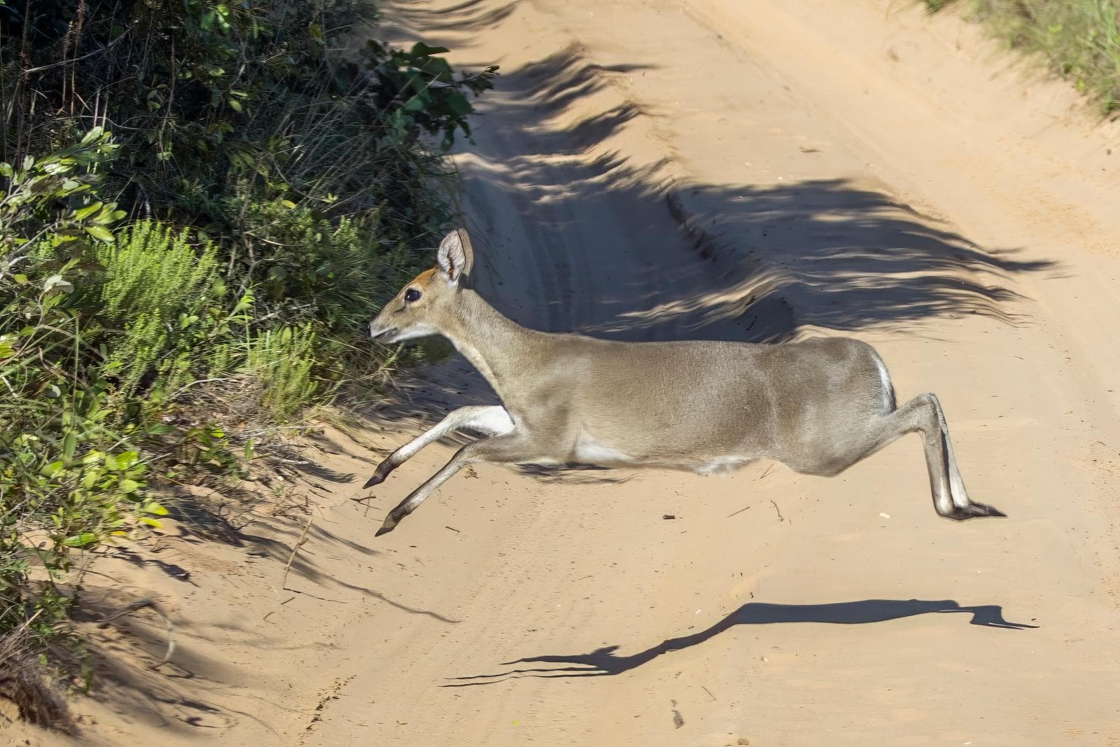Buskduiker — 3/3