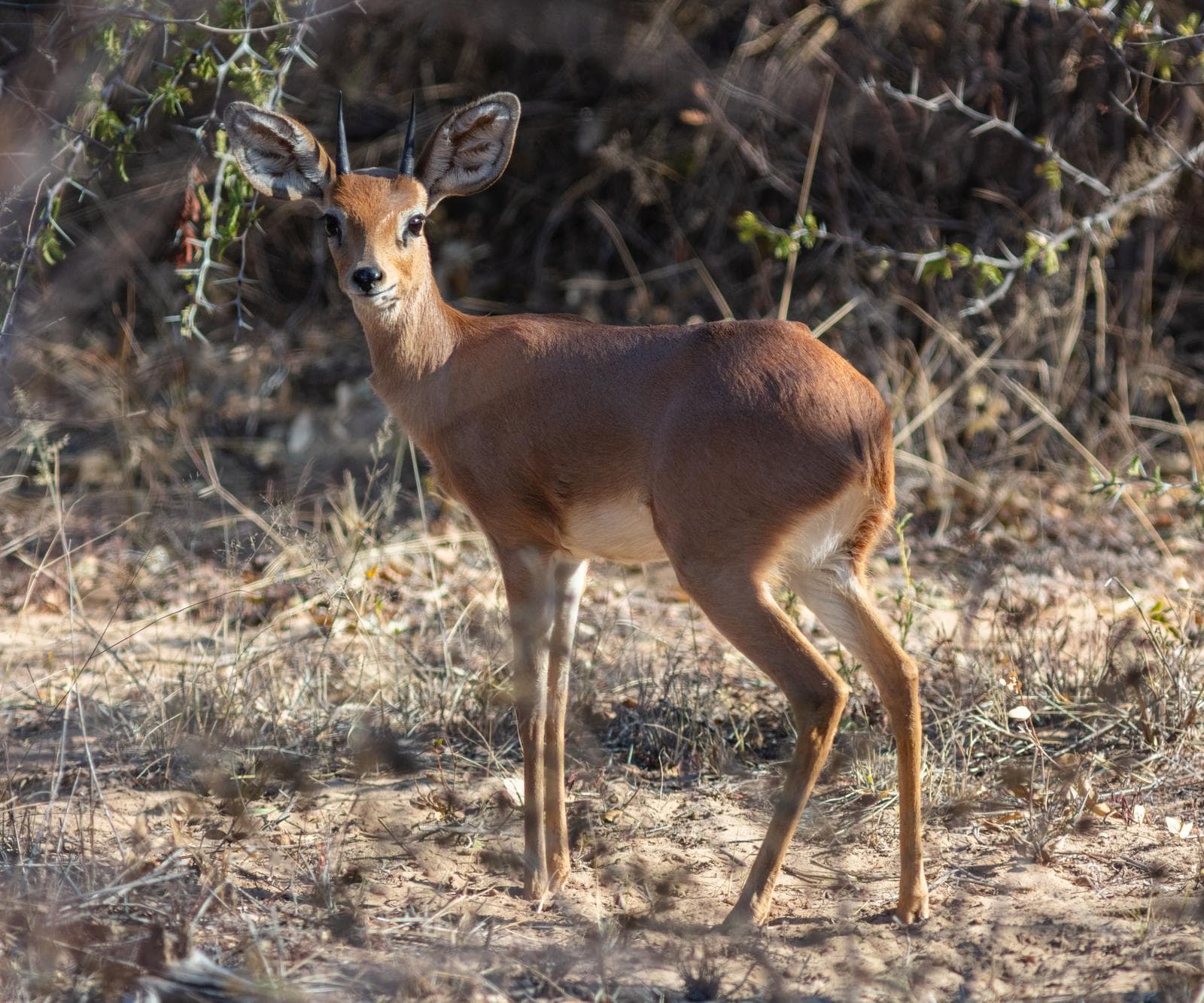 Buskduiker — 2/3