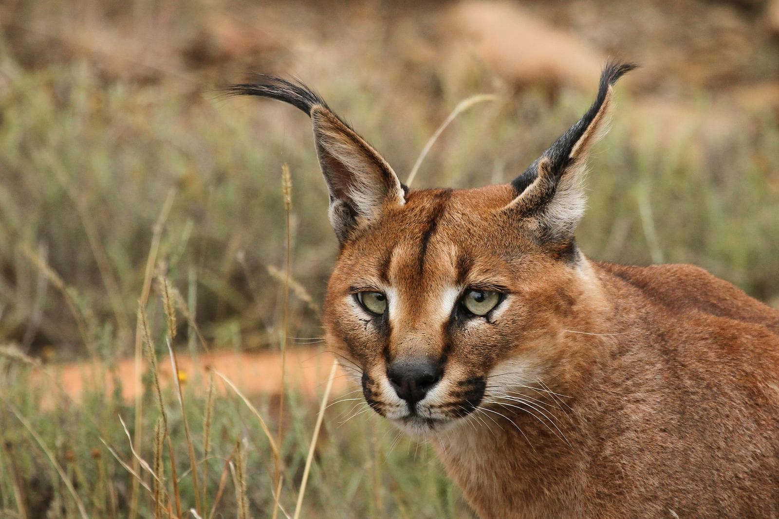 Caracal — 1/3
