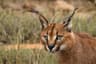 Caracal