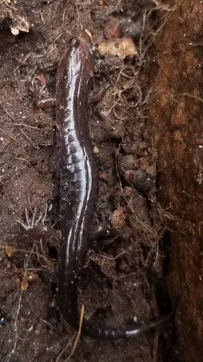 Carolinaskuggssalamander