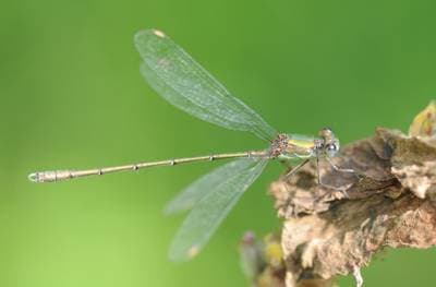 Chalcolestes viridis
