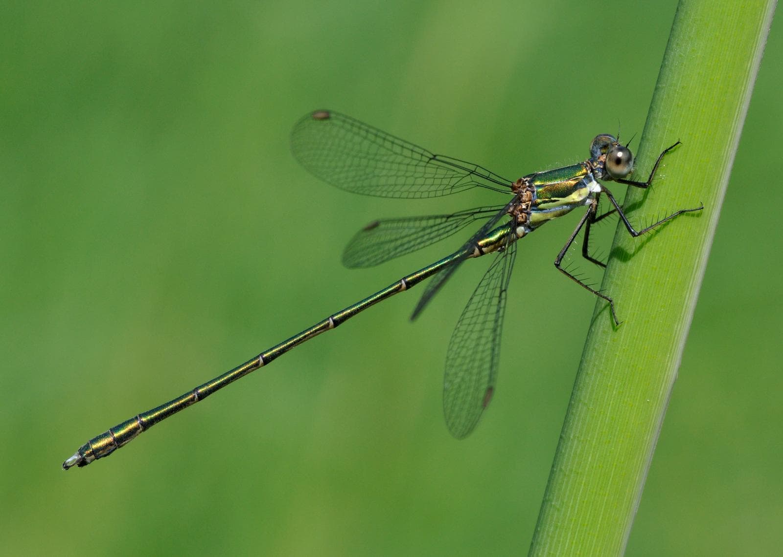 Chalcolestes viridis — 2/3