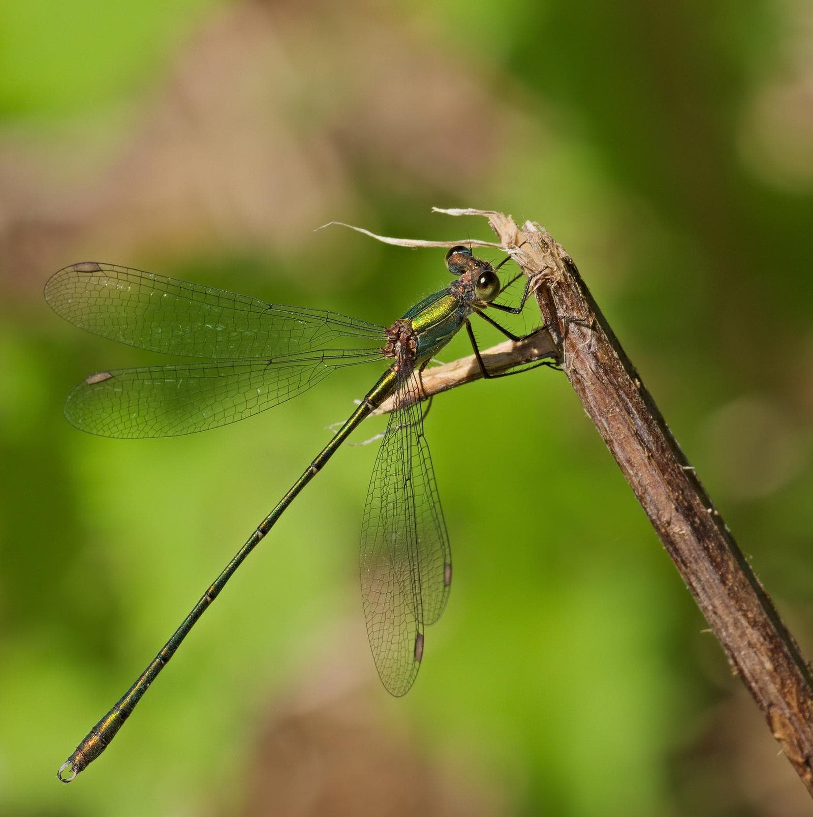 Chalcolestes viridis — 3/3