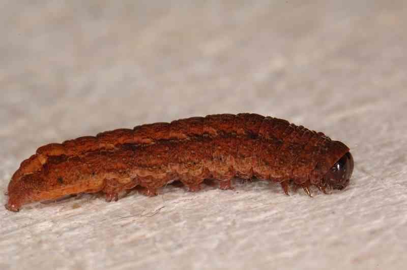 Charanyca ferruginea — 2/3
