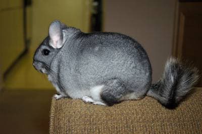 Chilensk chinchilla