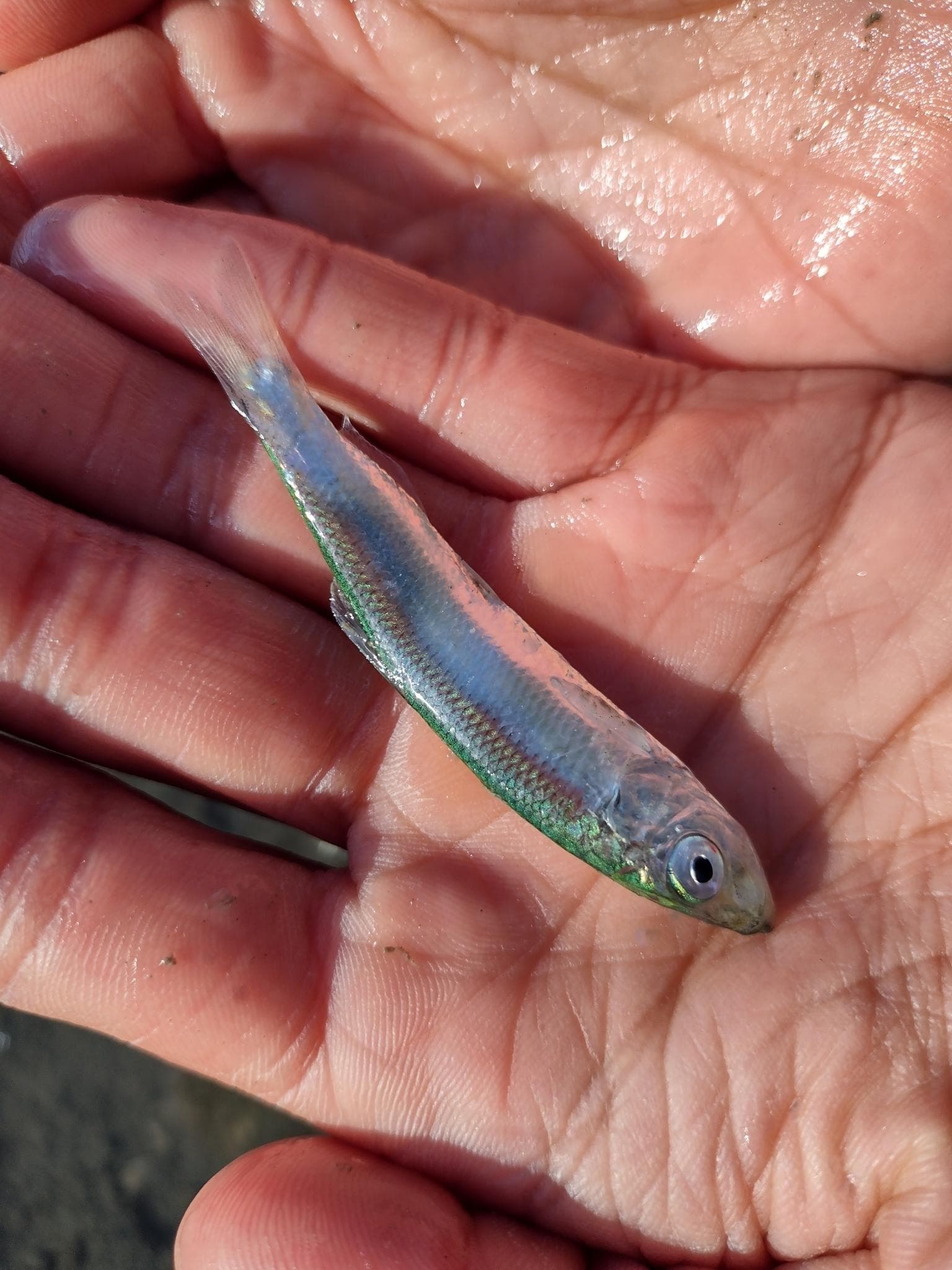 Chilensk skarpsill — 1/3