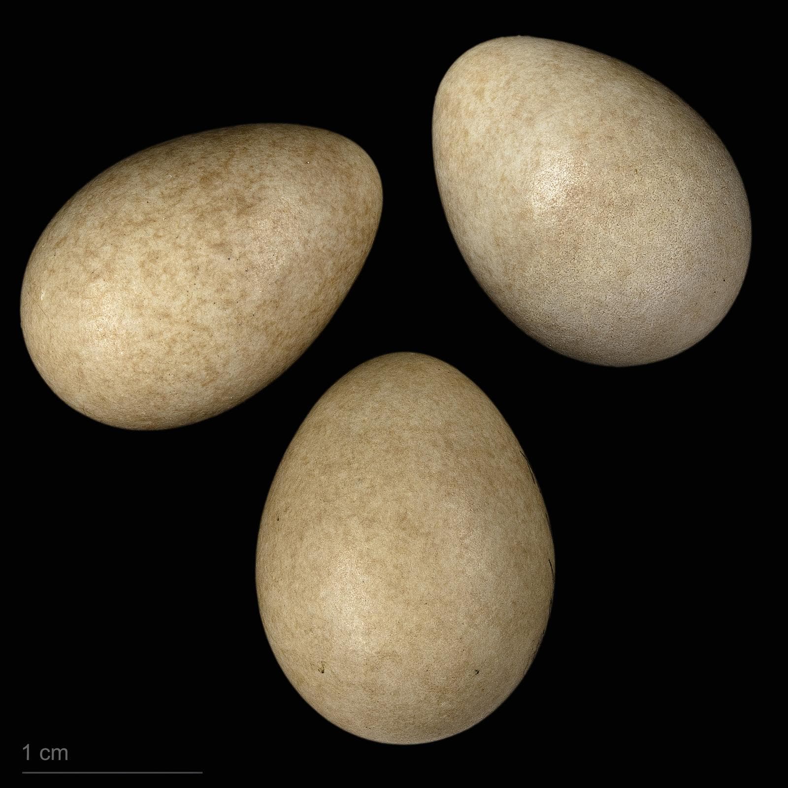 Citronärla — 2/3