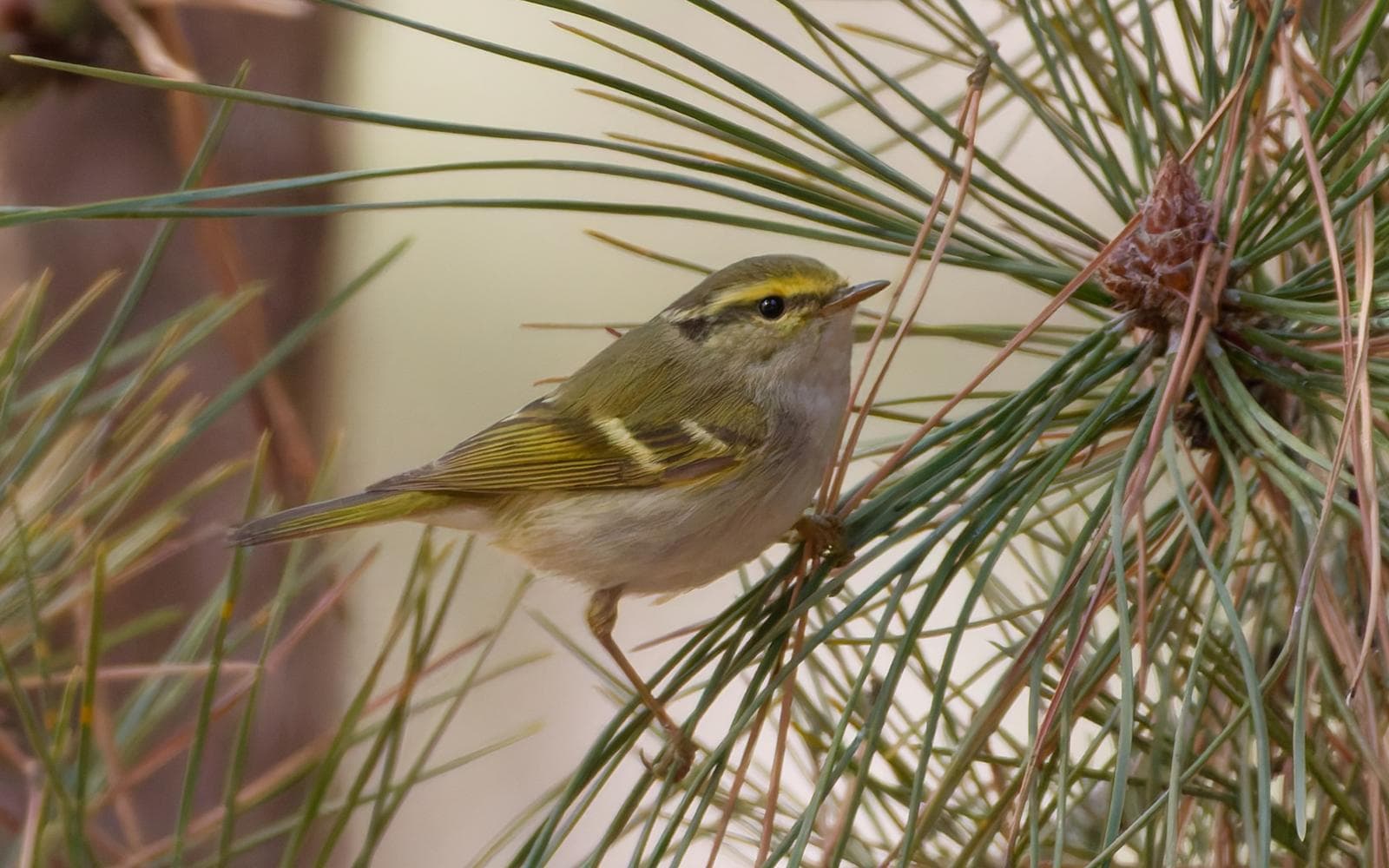 Citrongul kungsfågel — 3/3