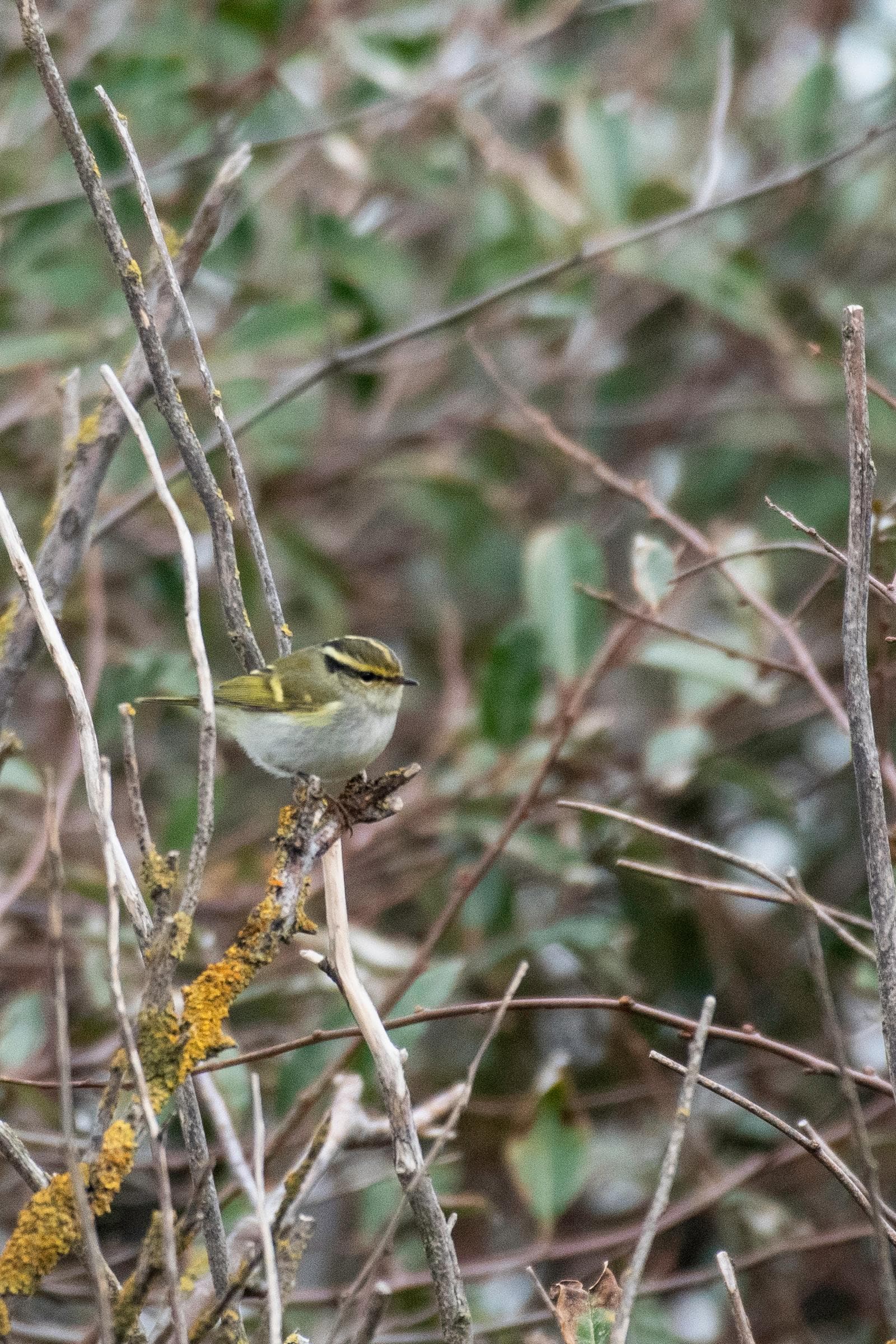 Citrongul kungsfågel — 2/3