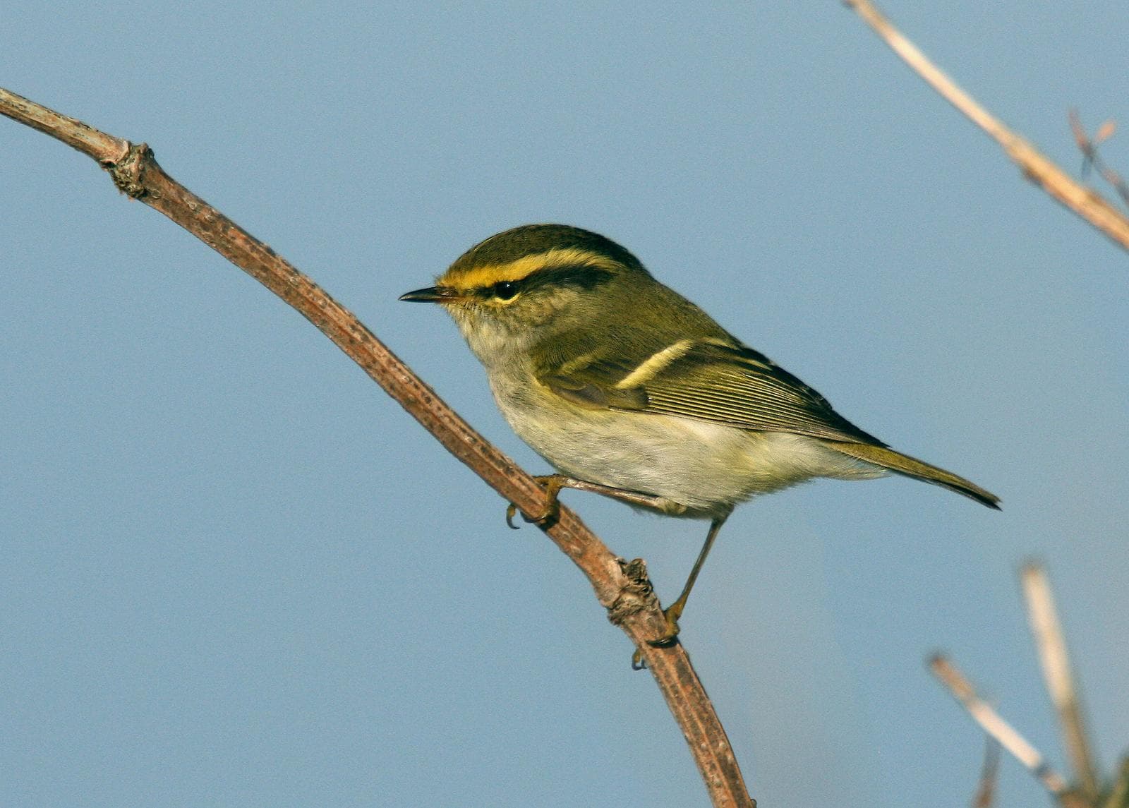 Citrongul kungsfågel — 1/3