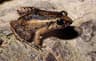 Cochakvittergroda