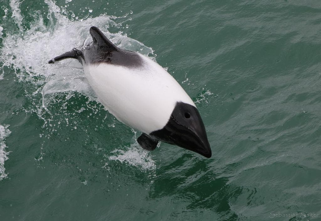 Commersons delfin — 3/3