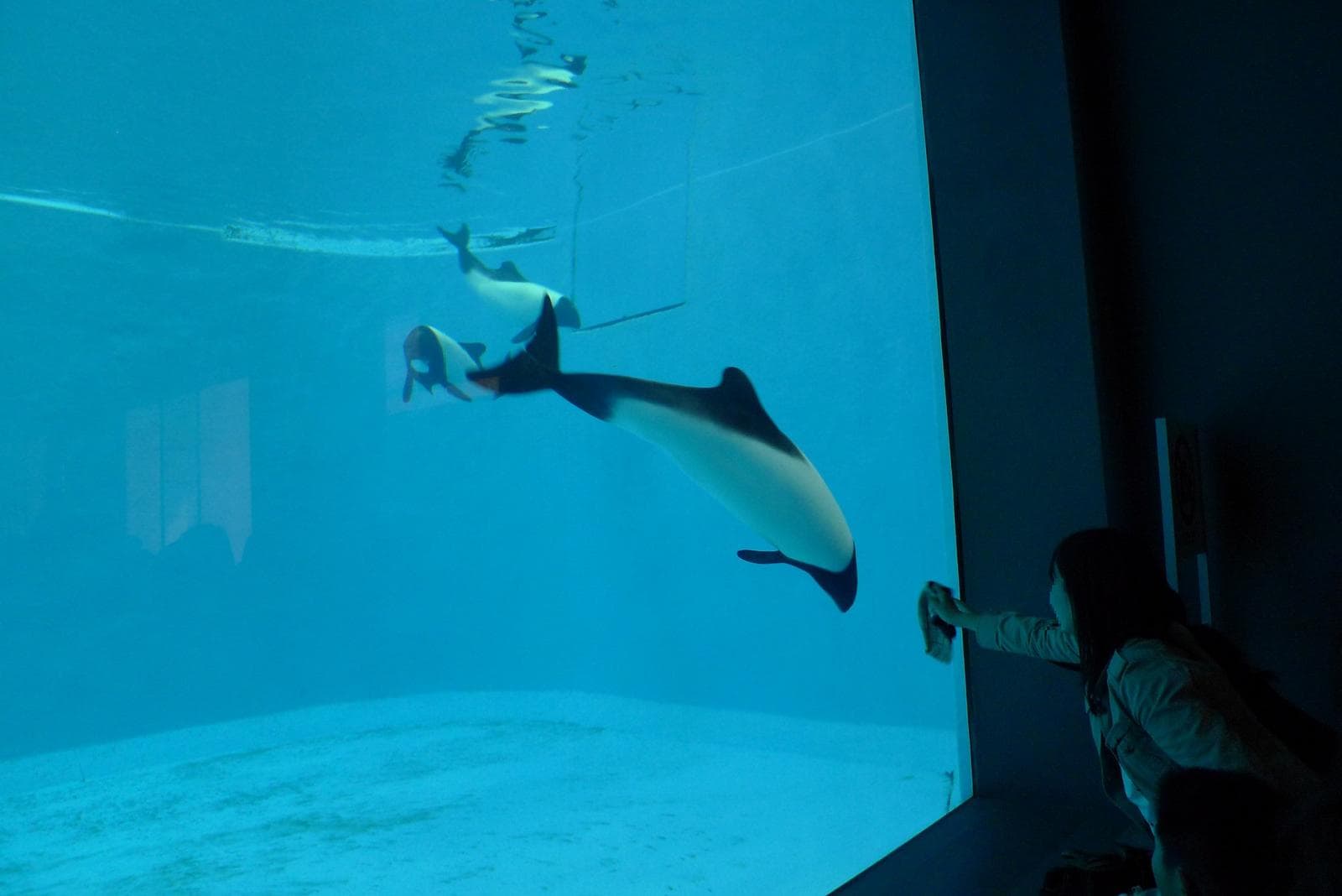 Commersons delfin — 1/3