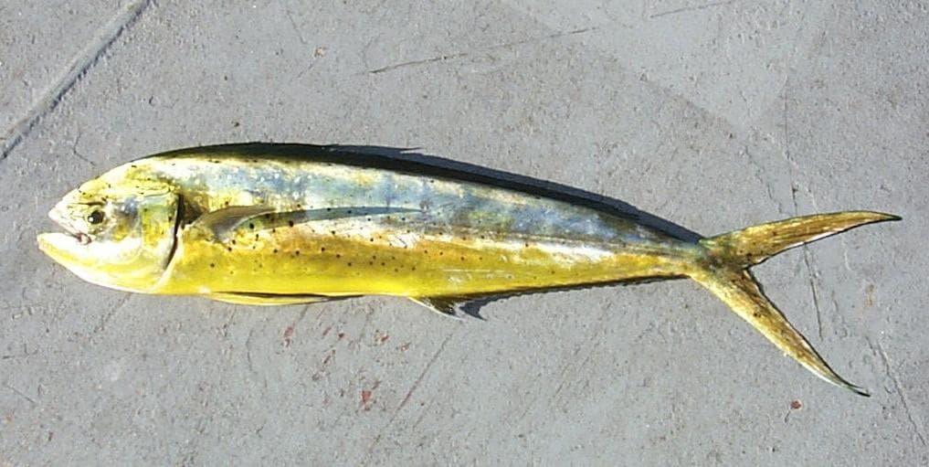 Dorado (Gulddelfin) — 1/3