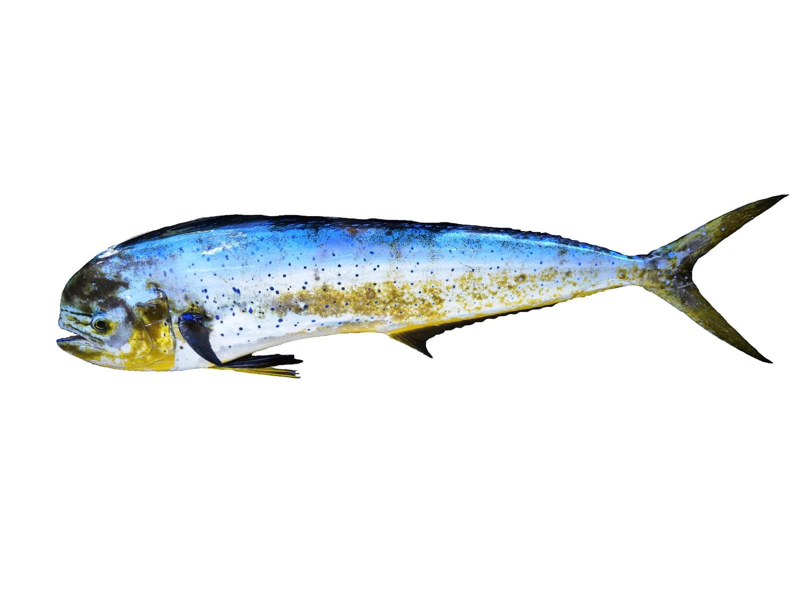 Dorado (Gulddelfin) — 3/3
