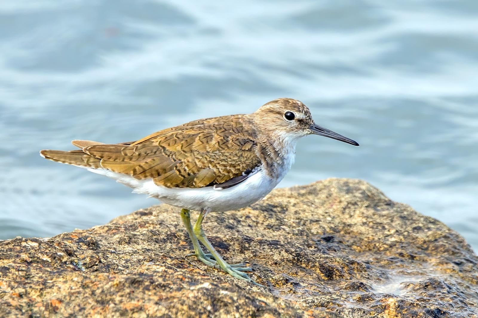 Drillsnäppa — 3/3