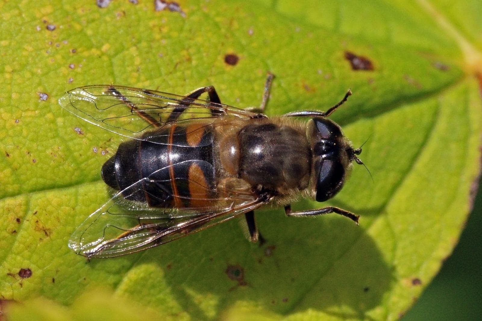 Drönarblomfluga — 3/3