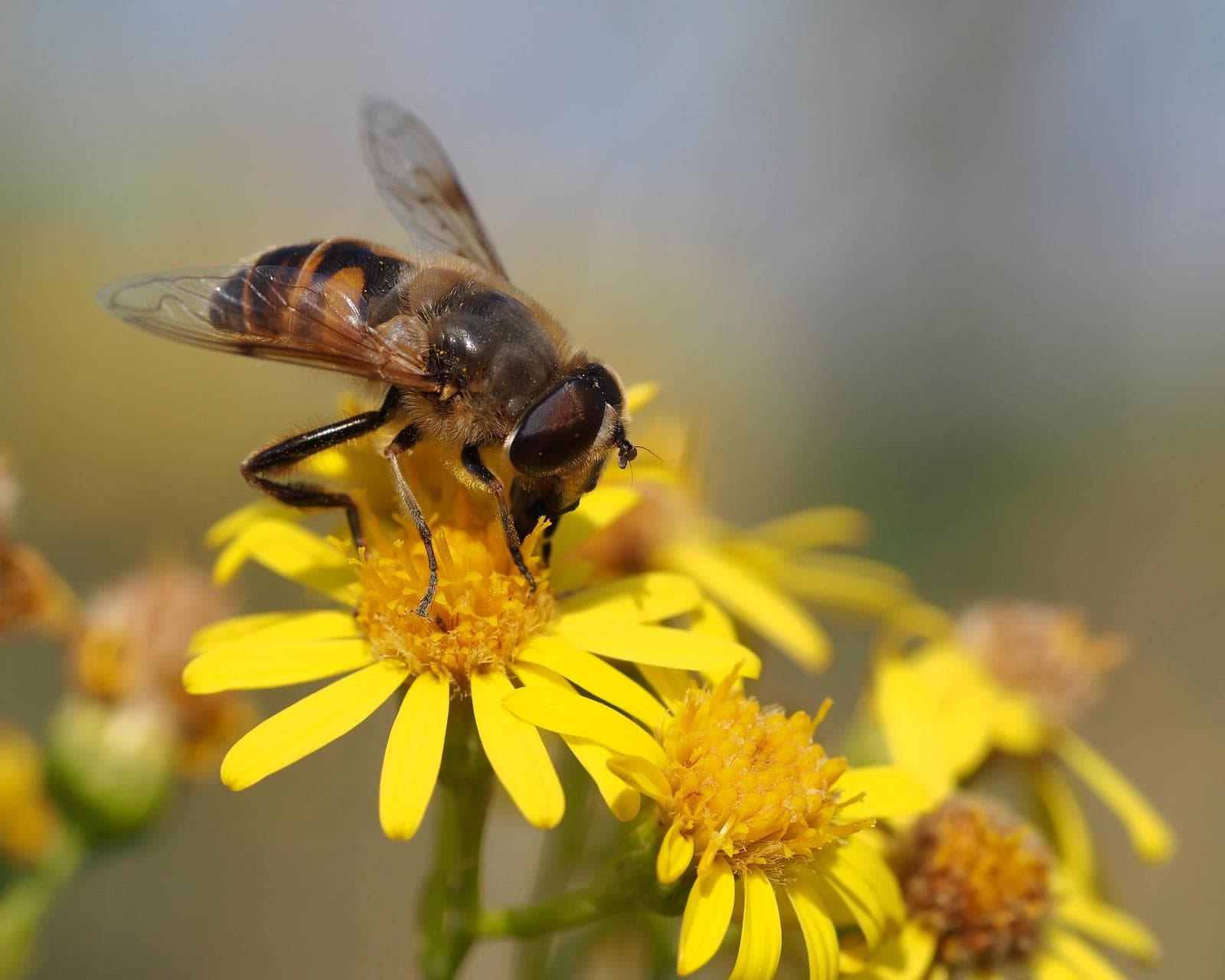 Drönarblomfluga — 1/3