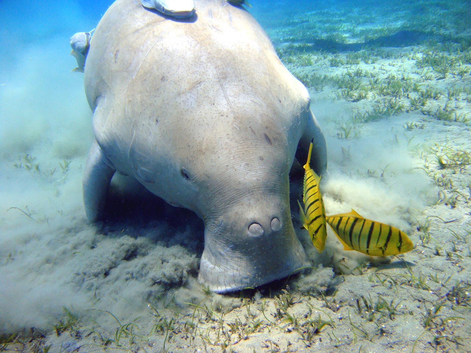 Dugong — 1/3
