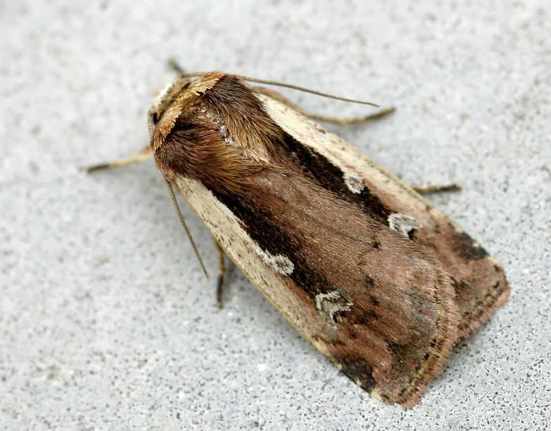 Dvärgfly — 1/3