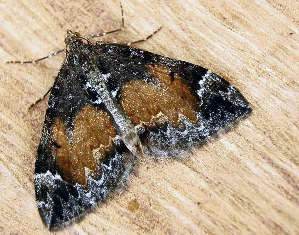 Dysstroma truncata — 1/3
