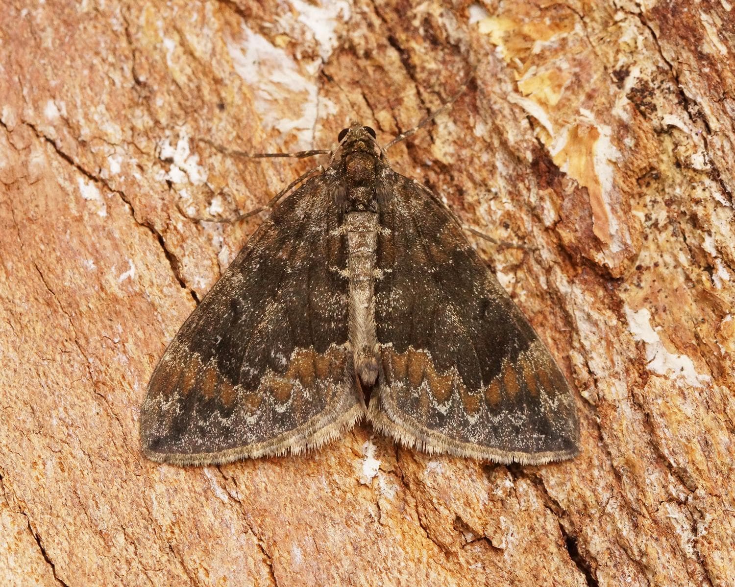 Dysstroma truncata — 3/3