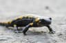 Eldsalamander