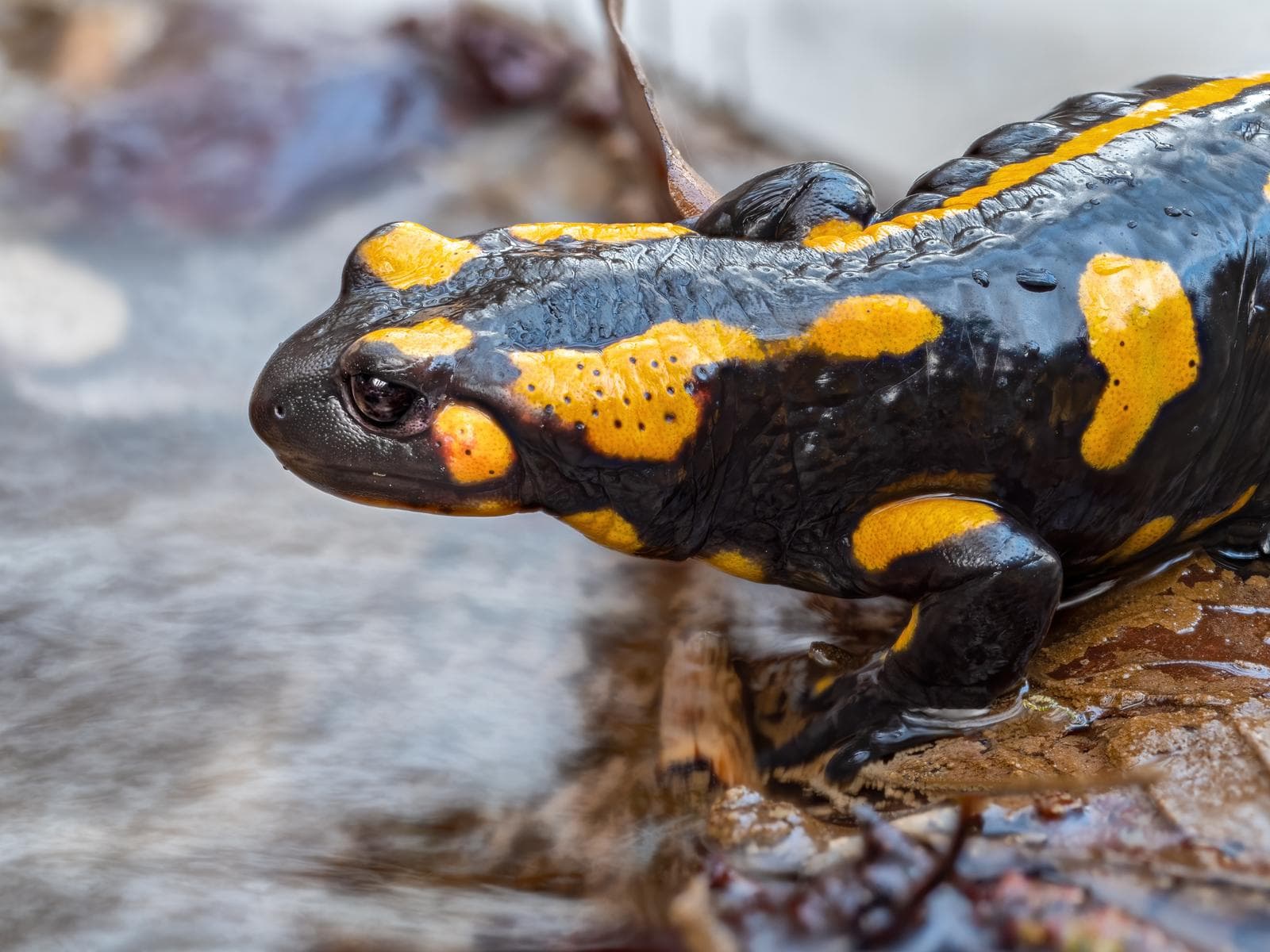 Eldsalamander — 2/3