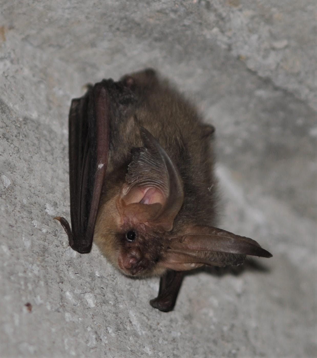 Europeisk långörad fladdermus — 3/3