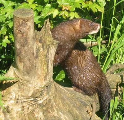 Europeisk mink