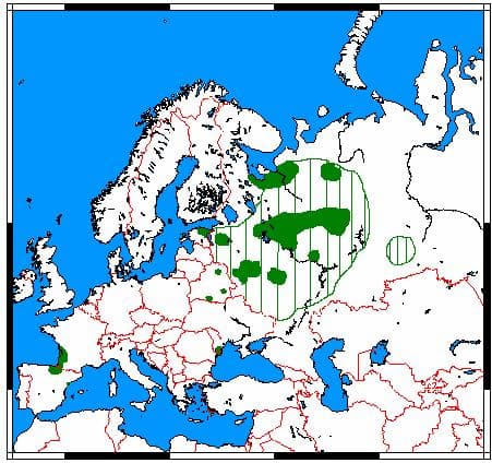 Europeisk mink — 2/3