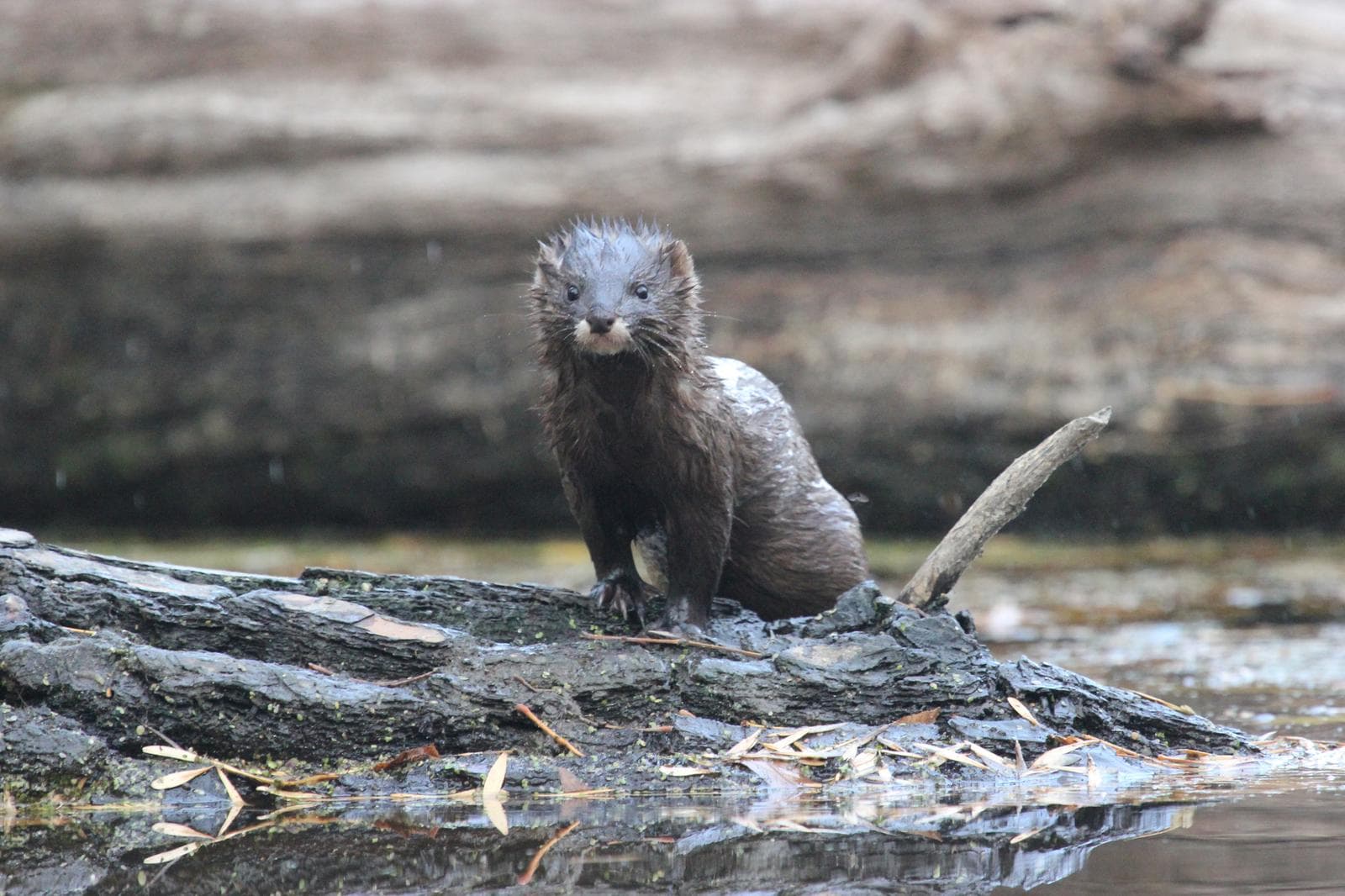Europeisk mink — 3/3