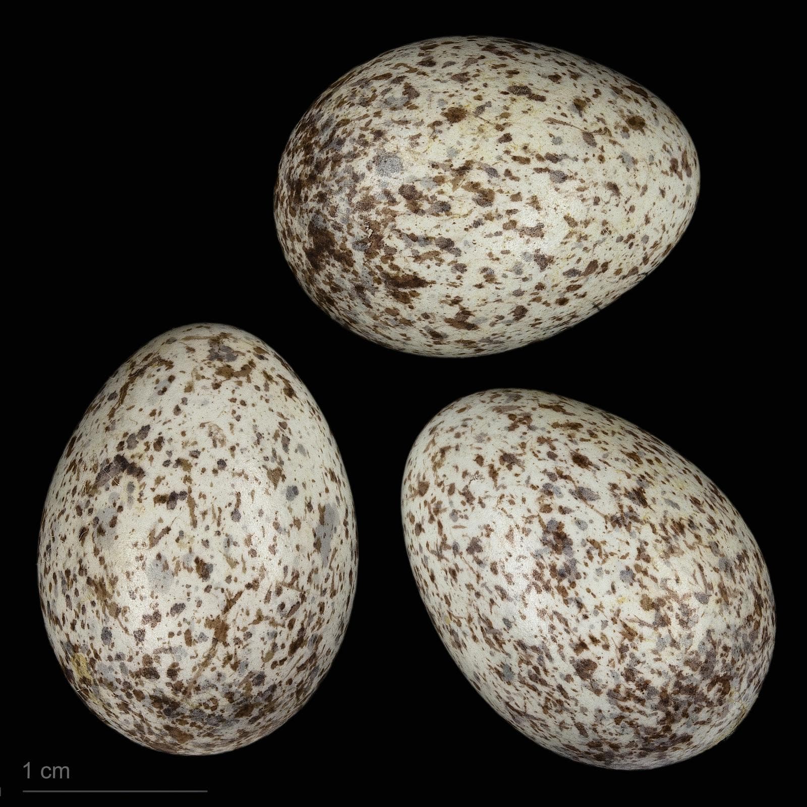 Fältpiplärka — 3/3