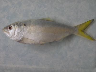 Finfjällig menhaden