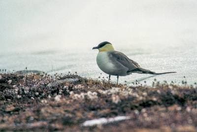 Fjällabb