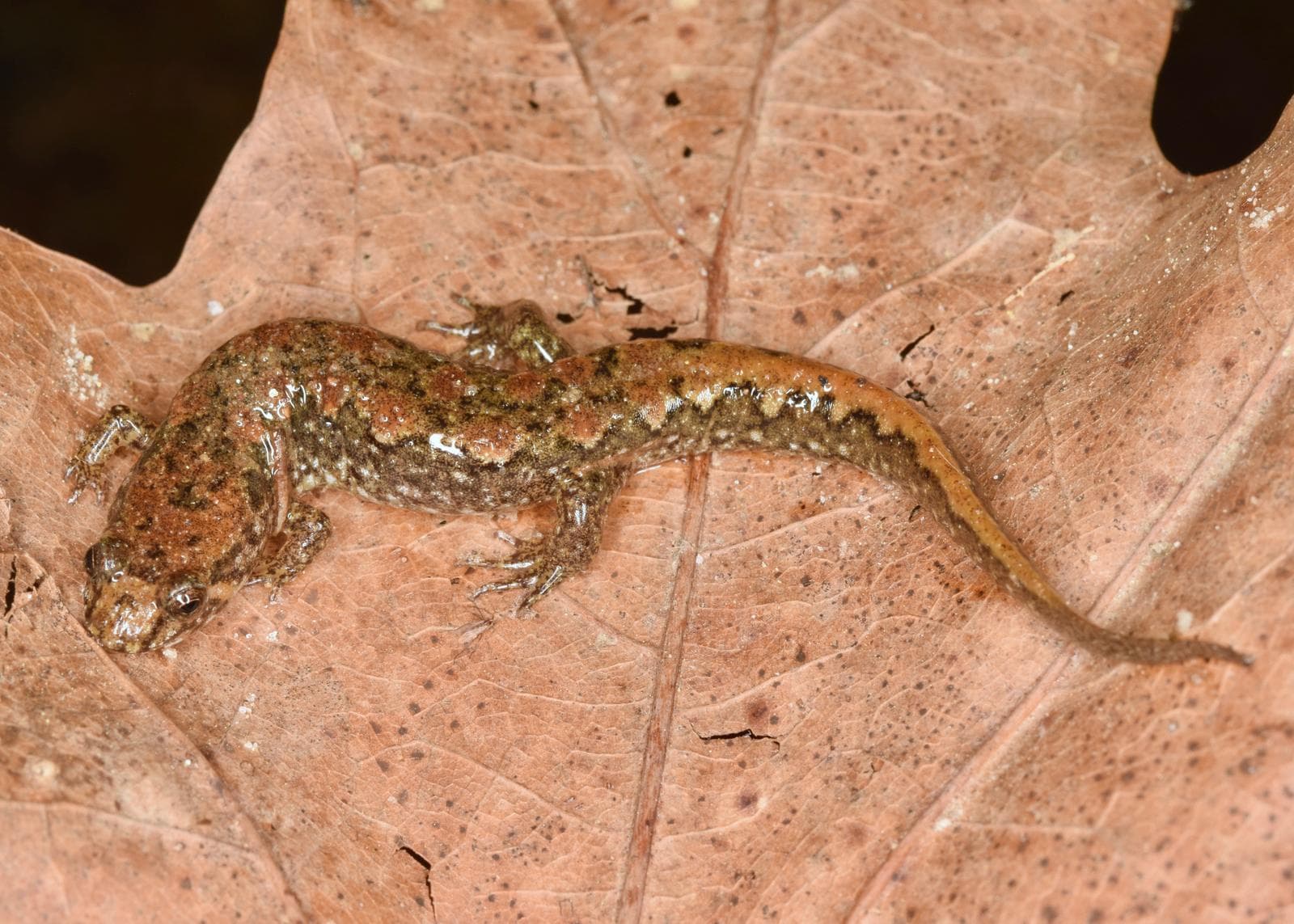 Fläckig dunkelsalamander — 2/3