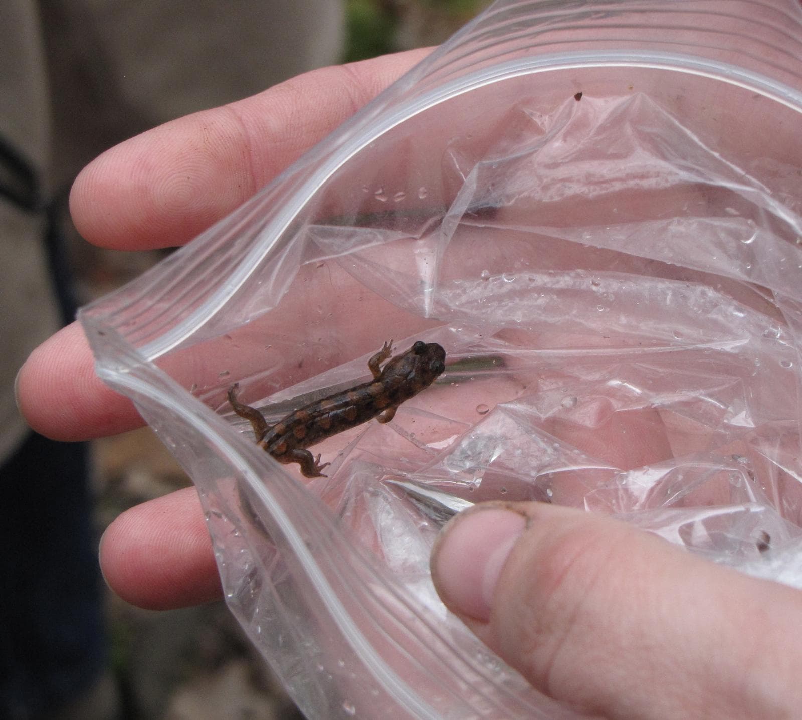 Fläckig dunkelsalamander — 1/3