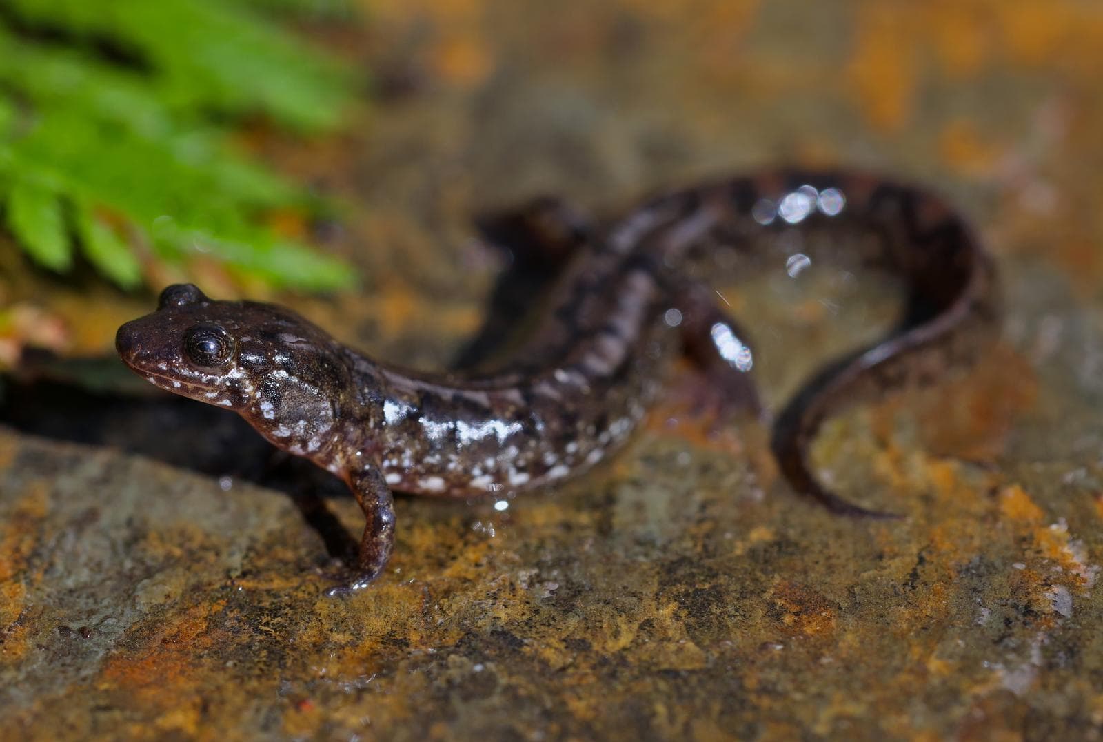 Fläckig dunkelsalamander — 3/3