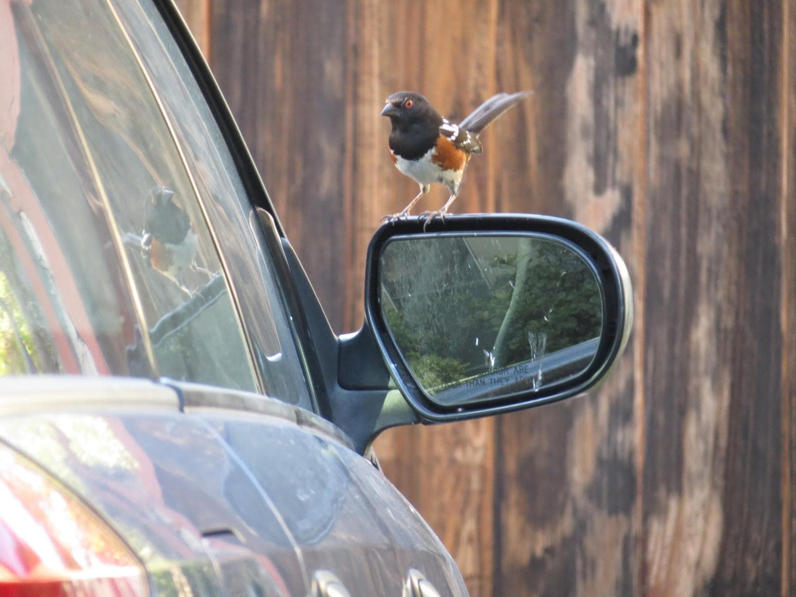 Fläckig towhee — 2/3