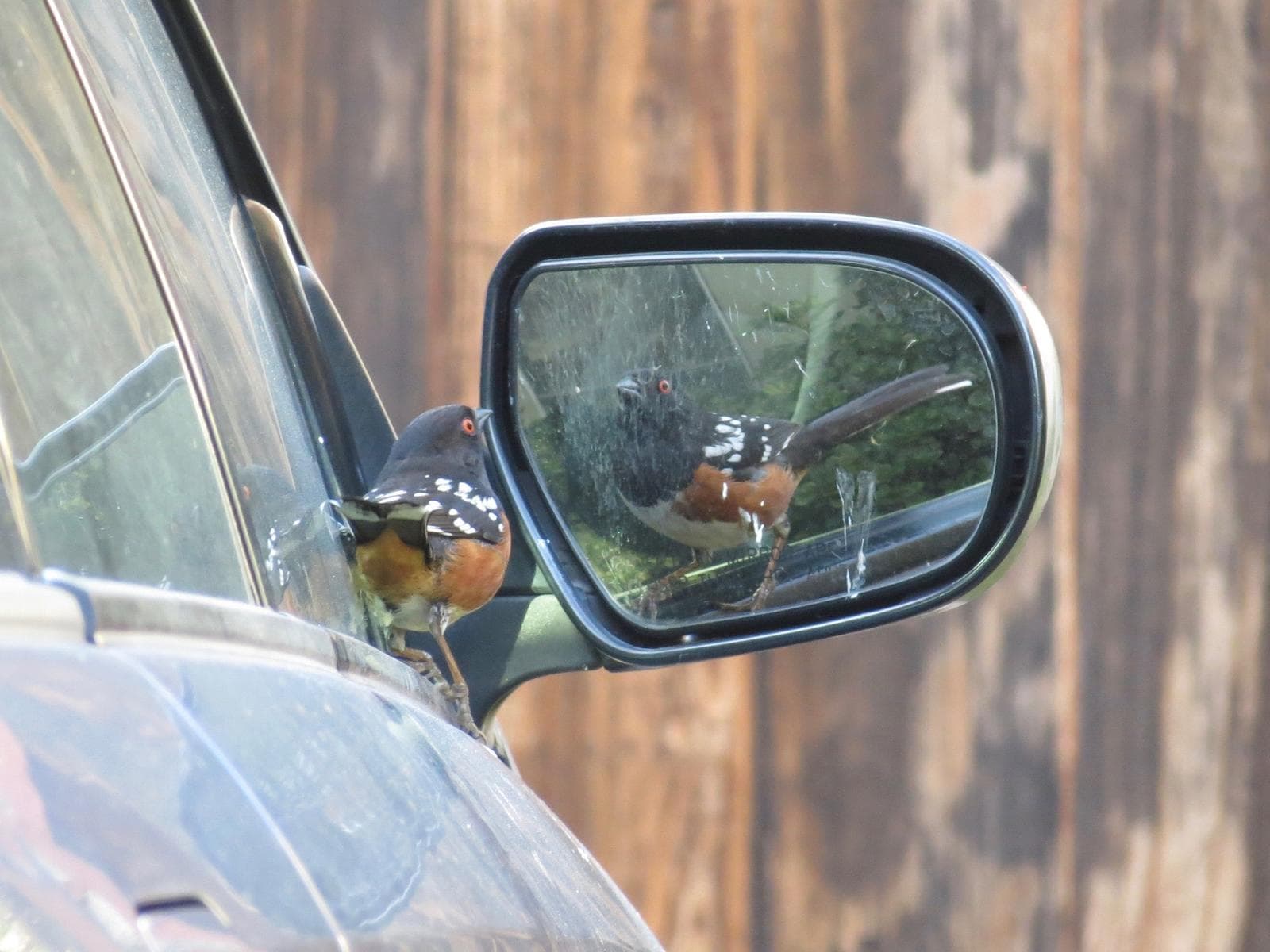 Fläckig towhee — 1/3
