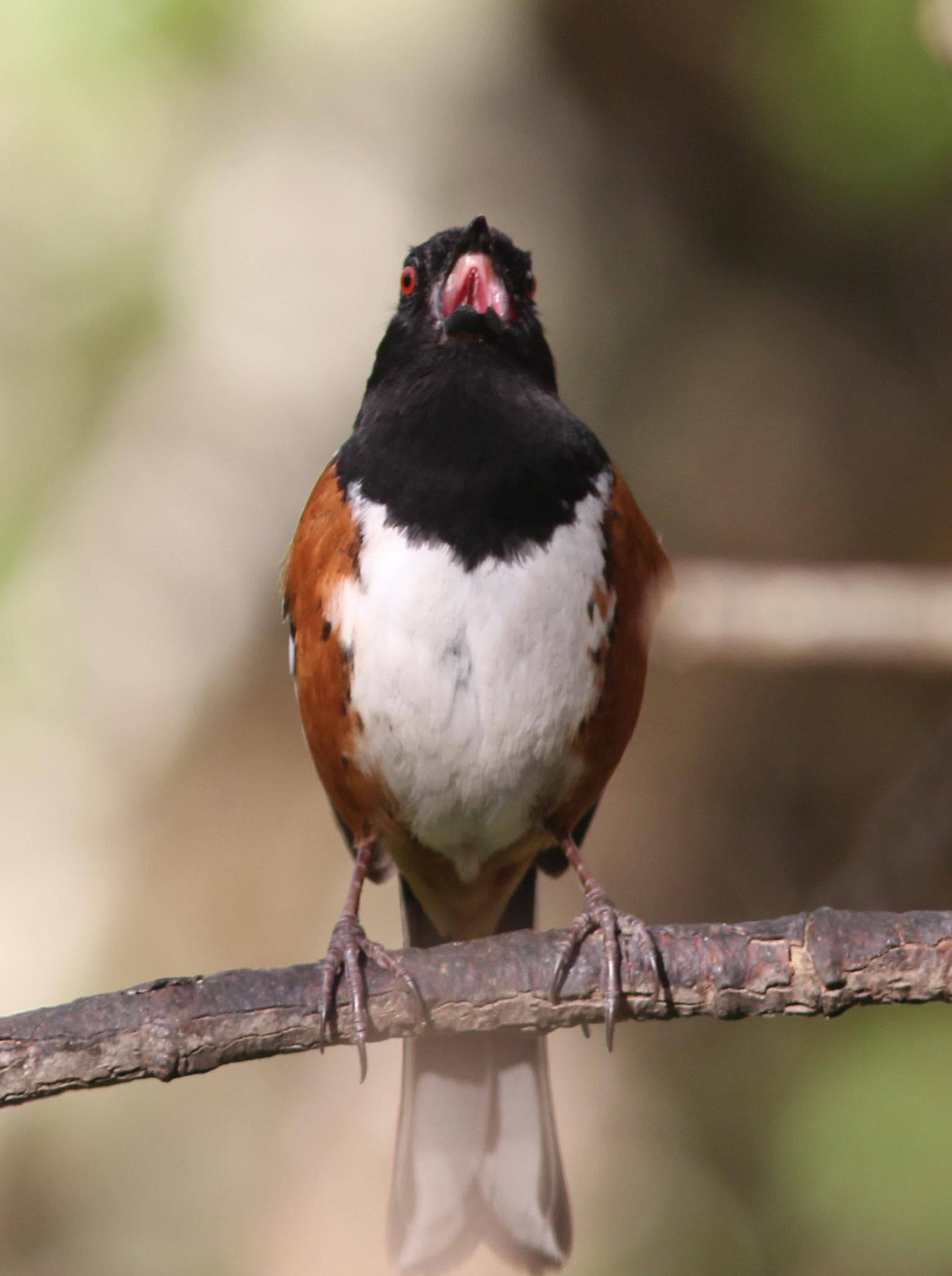 Fläckig towhee — 3/3