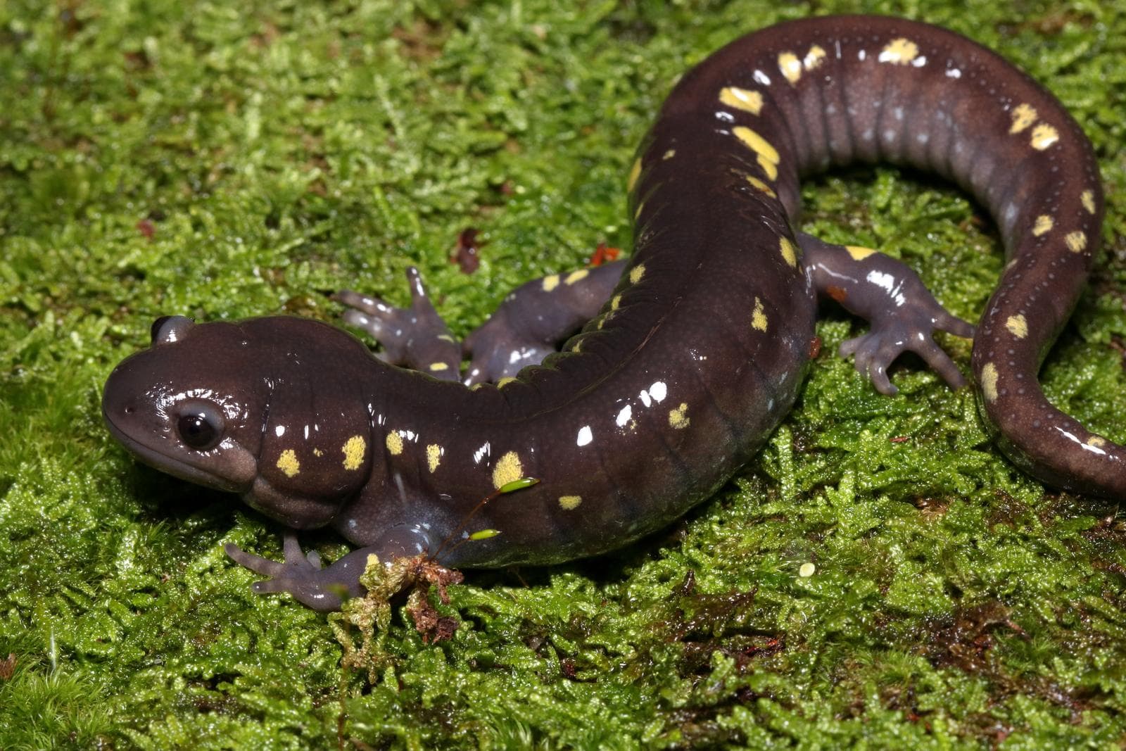 Fläcksalamander — 2/3