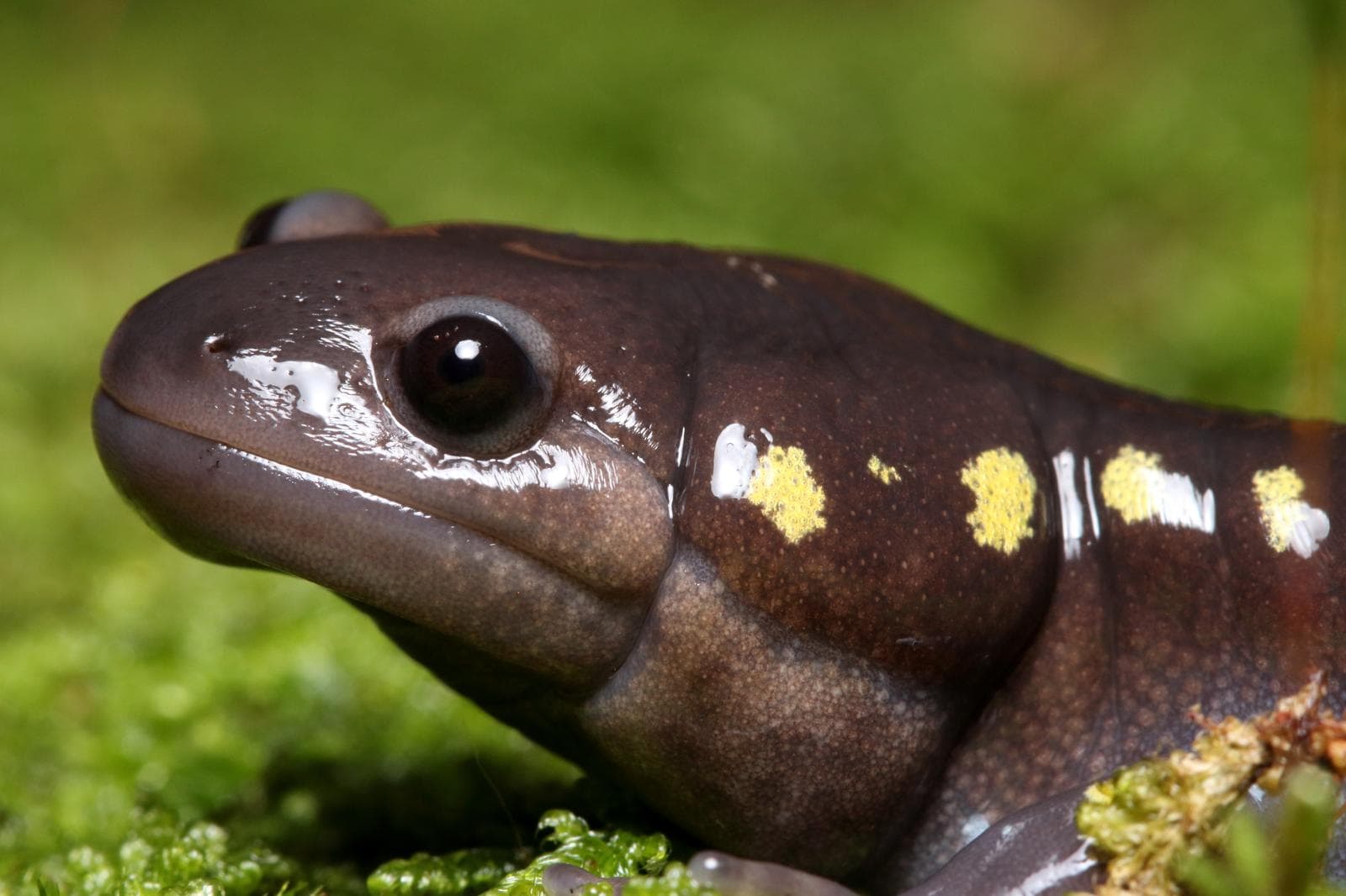 Fläcksalamander — 1/3