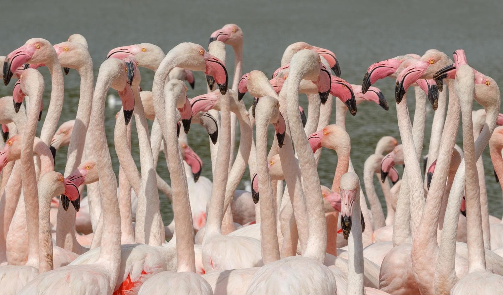 Flamingo — 1/3