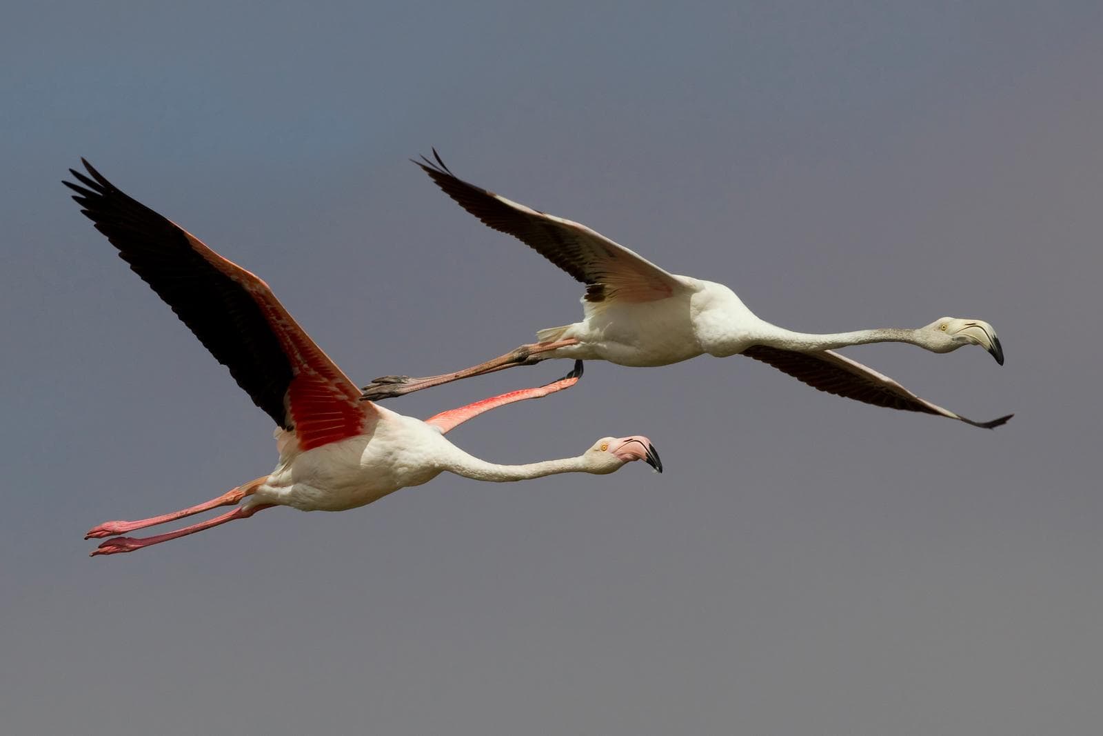 Flamingo — 3/3