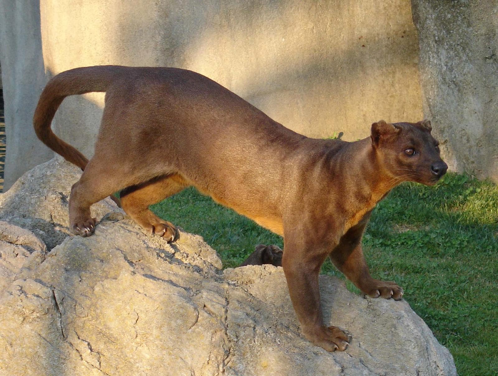 Fossa — 1/3