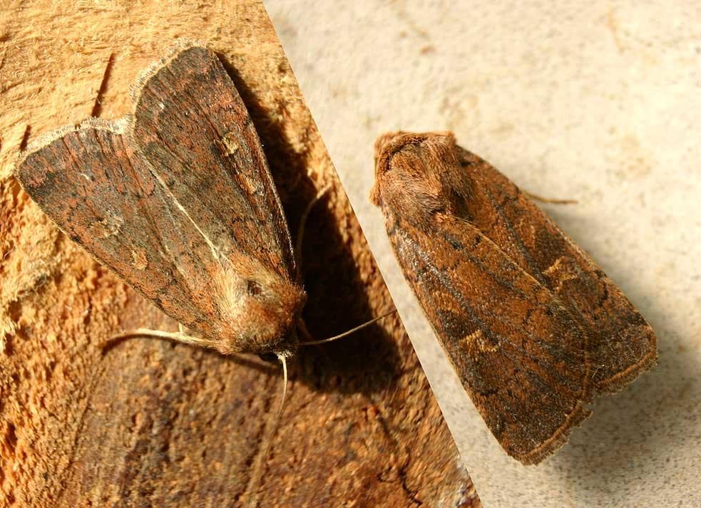 Fyrkantig jordfly — 1/3