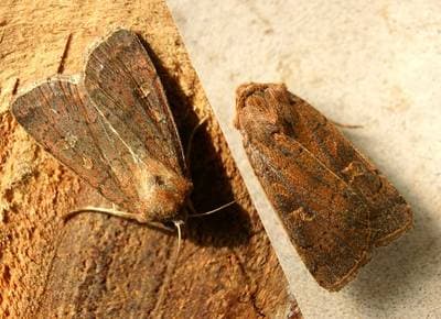 Fyrkantig jordfly
